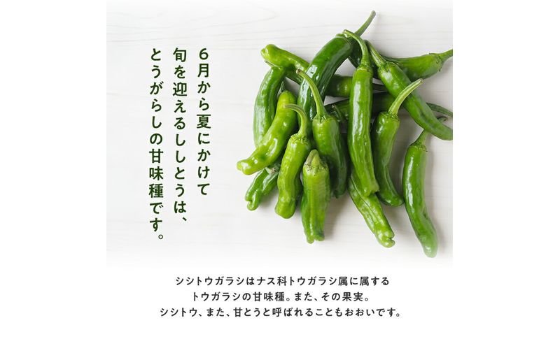 浜松市産 ししとう 約100g×10パック 合計約1kg とうがらし 獅子唐 シシトウ 国産 野菜 静岡 浜松市