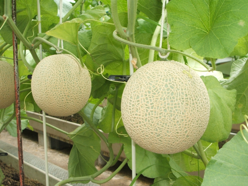 ã2026幎7æäžæ¬ããé æ¬¡çºéãéå²¡çæµæŸåžç£ãã¹ã¯ã¡ãã³1.5kgÃ1å