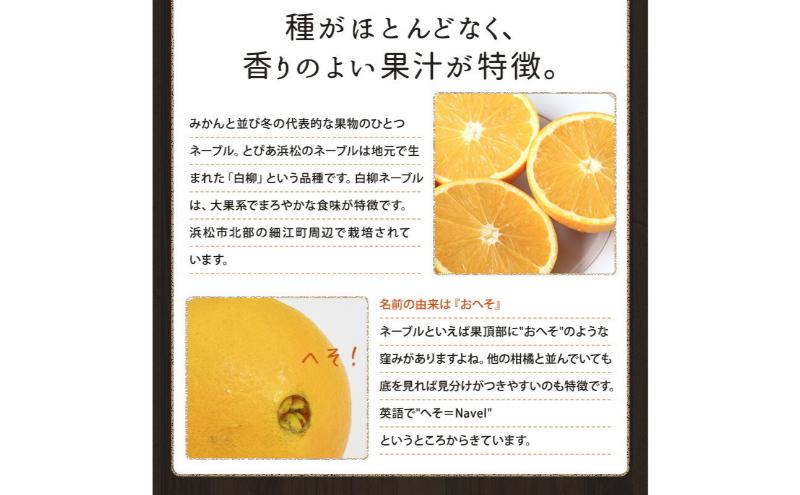 JAとぴあ浜松 白柳ネーブル 約2.5kg 大玉1個あたり約400g×6個～9個 【配送不可：離島】 ネーブル 浜松 みかん ミカン 蜜柑 お歳暮 ギフト 静岡 浜松市