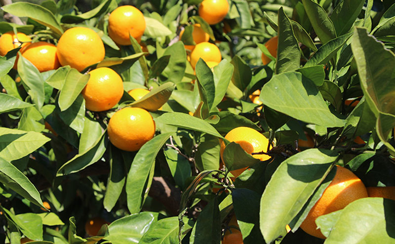 ãã«ã¡ããããŒã¯ã®ãã«ãšã éå³¶äžã¶æ¥ã¿ãã ç§ M 8kgïŒçŽ72åïŒ ã¿ãã ãã«ã³ ãã«ãŒã æç© æµæŸåž