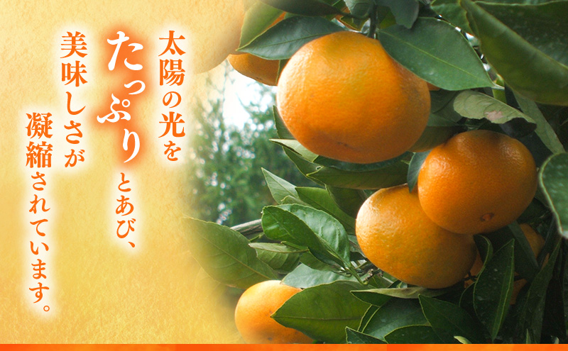 縲 險ウ縺ゅj 縲 蠕瑚陸縺ソ縺九s霎イ蝨 貂ゥ蟾槭∩縺九s 4kg 螳ョ蟾 迚螻ア 譫懃黄 縺上□繧ゅョ 譌ャ縺ョ繝輔Ν繝シ繝 譌ャ縺ョ譫懃黄 蟄」遽縺ョ繝輔Ν繝シ繝 蟄」遽縺ョ譫懃黄 譟第ゥ 譟第ゥ倬。 繧ュ繧コ 荳肴純縺 縺泌ョカ蠎ュ逕ィ 髱吝イ。 豬懈收蟶