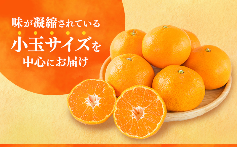 後藤みかん農園 温州みかん 3kg 宮川 片山 果物 くだもの 旬のフルーツ 旬の果物 季節のフルーツ 季節の果物 柑橘 柑橘類 静岡 浜松市