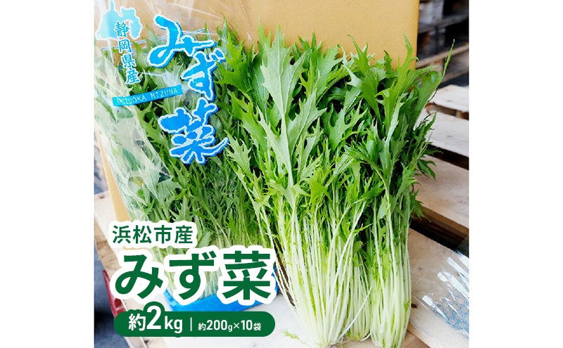 浜松市産 みず菜 約2kg（約200g×10袋）水菜 サラダ 野菜 キョウナ 京菜 ヒイラギナ 柊菜 センスジナ 千筋菜 静岡 浜松市【配送不可：離島】