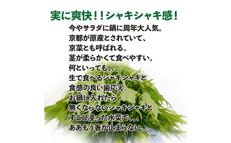 浜松市産 みず菜 約2kg（約200g×10袋）水菜 サラダ 野菜 キョウナ 京菜 ヒイラギナ 柊菜 センスジナ 千筋菜 静岡 浜松市【配送不可：離島】