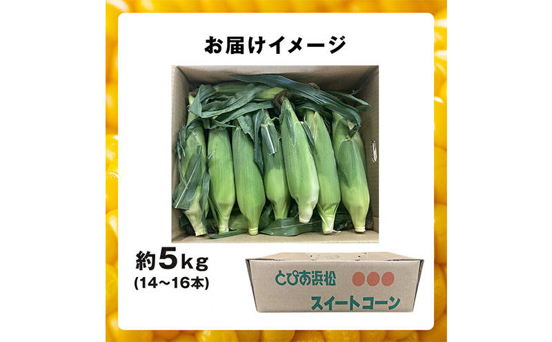 浜松産 スイートコーン ゴールドラッシュ 約5kg 14本～16本入り 1本300g以上 黄色粒 モノカラー種 とうもろこし 静岡 浜松市【配送不可：北海道、沖縄、離島】
