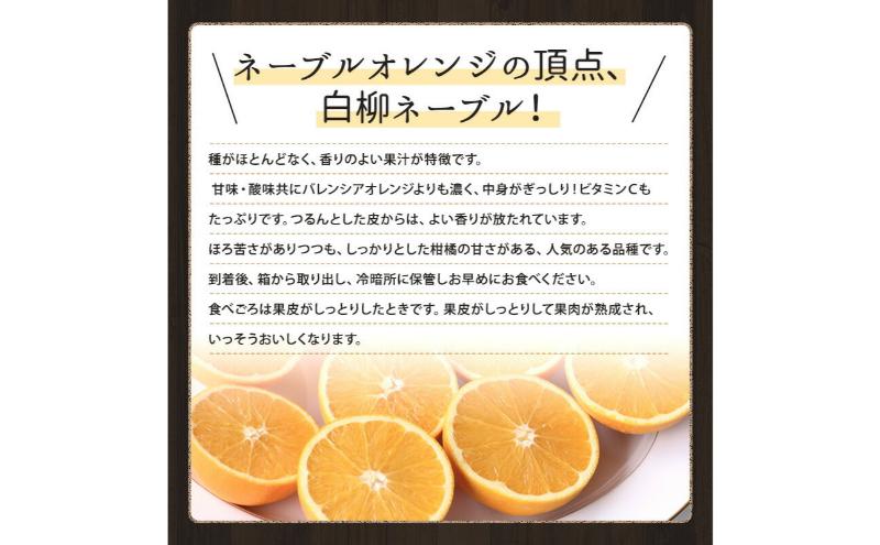 JAとぴあ浜松 白柳ネーブル 約2.5kg 大玉1個あたり約400g×6個～9個 【配送不可：離島】 ネーブル 浜松 みかん ミカン 蜜柑 お歳暮 ギフト 静岡 浜松市