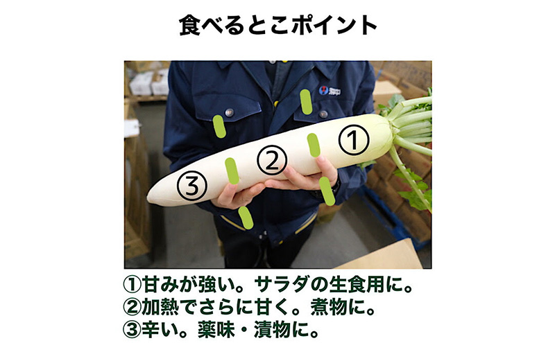 ãéå²¡çæµæŸåžç£ãå€§æ ¹ Mãµã€ãº çŽ10kg 10ïœ12æ¬å
¥ã ãé
éäžå¯ïŒé¢å³¶ã ã ããã ãã€ã³ã³ æ ¹è é岡 æµæŸåž