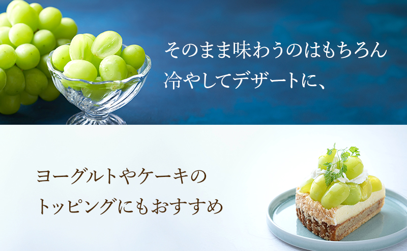 【2026年8月より順次発送】 シャインマスカット 約300g×2パック（計約600g） 合わせ房 若手農家応援 ぶどう ブドウ マスカット 果物 くだもの 旬のフルーツ 旬の果物 季節のフルーツ 季節の果物 静岡 浜松市