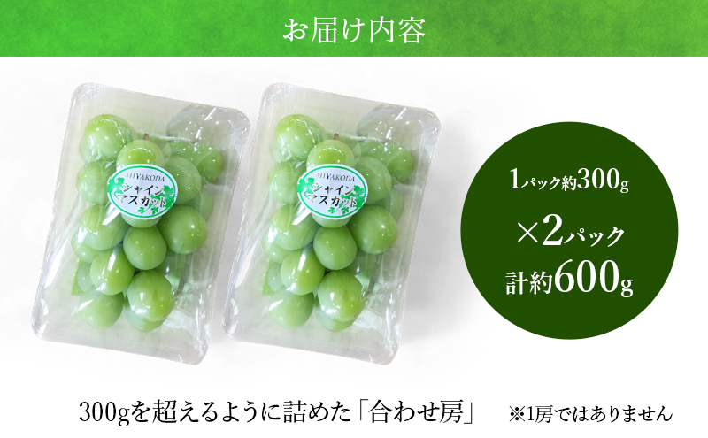 【2026年8月より順次発送】 シャインマスカット 約300g×2パック（計約600g） 合わせ房 若手農家応援 ぶどう ブドウ マスカット 果物 くだもの 旬のフルーツ 旬の果物 季節のフルーツ 季節の果物 静岡 浜松市