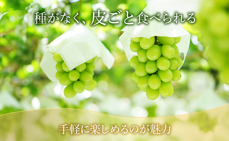 【2026年8月より順次発送】 シャインマスカット 約300g×4パック（計約1200g） 合わせ房 若手農家応援 ぶどう ブドウ マスカット 果物 くだもの 旬のフルーツ 旬の果物 季節のフルーツ 季節の果物 静岡 浜松市