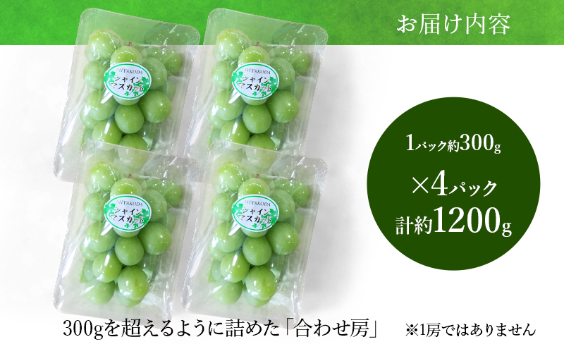【2026年8月より順次発送】 シャインマスカット 約300g×4パック（計約1200g） 合わせ房 若手農家応援 ぶどう ブドウ マスカット 果物 くだもの 旬のフルーツ 旬の果物 季節のフルーツ 季節の果物 静岡 浜松市
