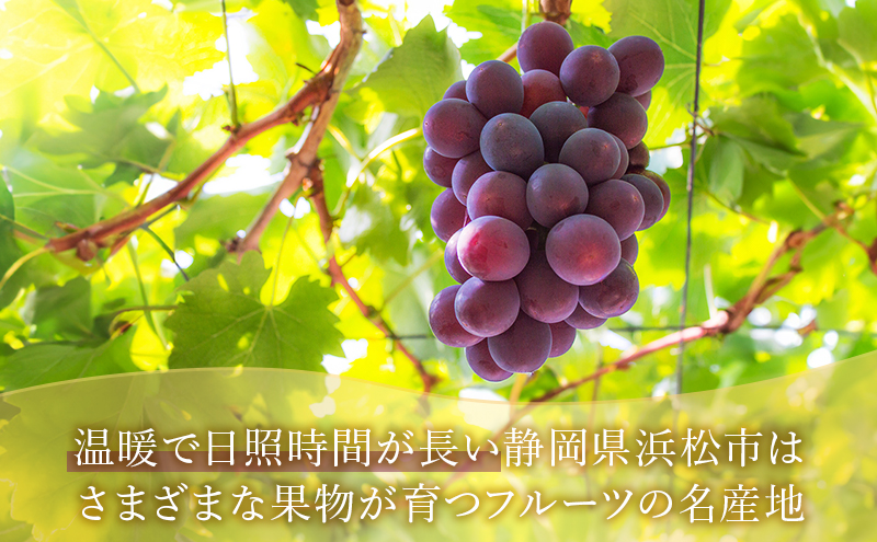 【2026年8月より順次発送】 ピオーネ 約300g×2パック（計約600g）合わせ房 若手農家応援 ぶどう ブドウ 果物 くだもの 旬のフルーツ 旬の果物 季節のフルーツ 季節の果物 静岡 浜松市