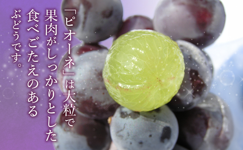 【2026年8月より順次発送】 ピオーネ 約300g×2パック（計約600g）合わせ房 若手農家応援 ぶどう ブドウ 果物 くだもの 旬のフルーツ 旬の果物 季節のフルーツ 季節の果物 静岡 浜松市