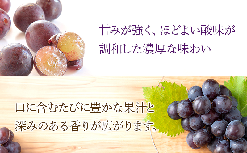 【2026年8月より順次発送】 ピオーネ 約300g×4パック（計約1200g）合わせ房 若手農家応援 ぶどう ブドウ 果物 くだもの 旬のフルーツ 旬の果物 季節のフルーツ 季節の果物 静岡 浜松市