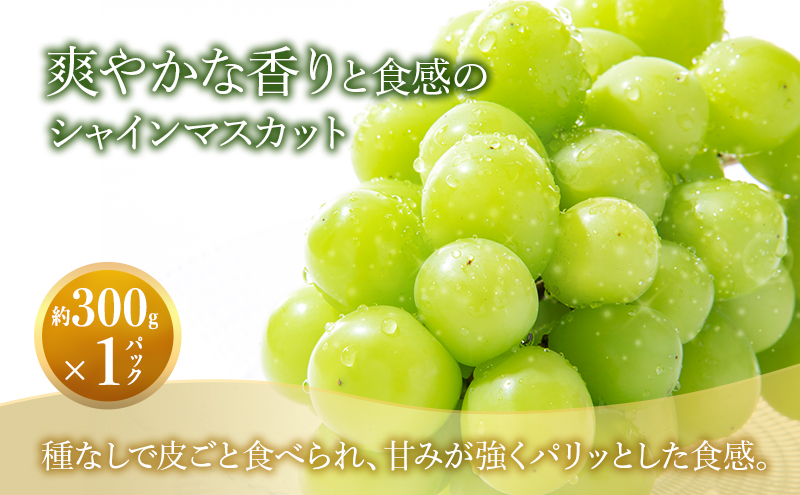 【2026年8月より順次発送】 シャインマスカット・ピオーネ詰合せ 約300g×各1パック（計約600g）合わせ房 若手農家応援 ぶどう ブドウ マスカット 果物 くだもの 旬の果物 季節のフルーツ 静岡 浜松市