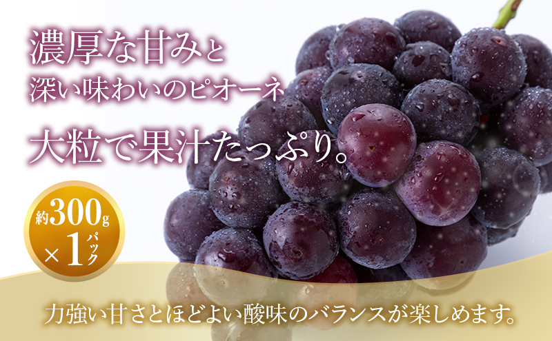 【2026年8月より順次発送】 シャインマスカット・ピオーネ詰合せ 約300g×各1パック（計約600g）合わせ房 若手農家応援 ぶどう ブドウ マスカット 果物 くだもの 旬の果物 季節のフルーツ 静岡 浜松市