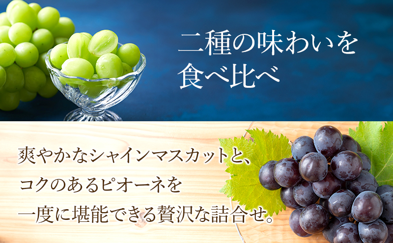 【2026年8月より順次発送】 シャインマスカット・ピオーネ詰合せ 約300g×各1パック（計約600g）合わせ房 若手農家応援 ぶどう ブドウ マスカット 果物 くだもの 旬の果物 季節のフルーツ 静岡 浜松市