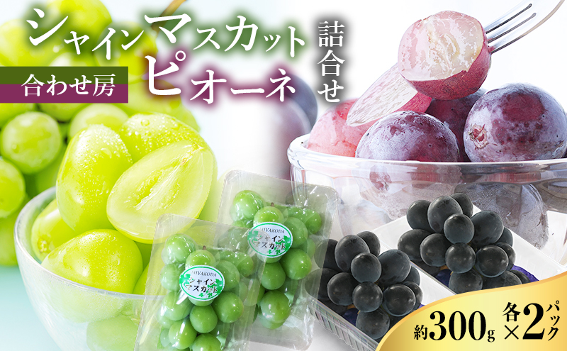 【2026年8月より順次発送】 シャインマスカット・ピオーネ詰合せ 約300g×各2パック（計約1200g）合わせ房 若手農家応援 ぶどう ブドウ マスカット 果物 くだもの 旬の果物 季節のフルーツ 静岡 浜松市