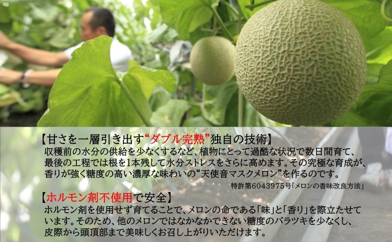 天使音（あまね）マスクメロン グラン・ベベ 1玉（0.8kg〜0.9kg）化粧箱入り 高級 フルーツ 果物 メロン 静岡 浜松市【配送不可：離島】