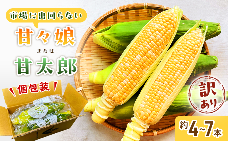 訳あり とうもろこし 先行予約 甘々娘 または 甘太郎 約4本～7本 家庭用 テルもろこし 先端カット済 個包装 レンジ調理 レンチン 旬 冷蔵配送 6月下旬頃より順次発送 静岡 浜松市【配送不可：離島】