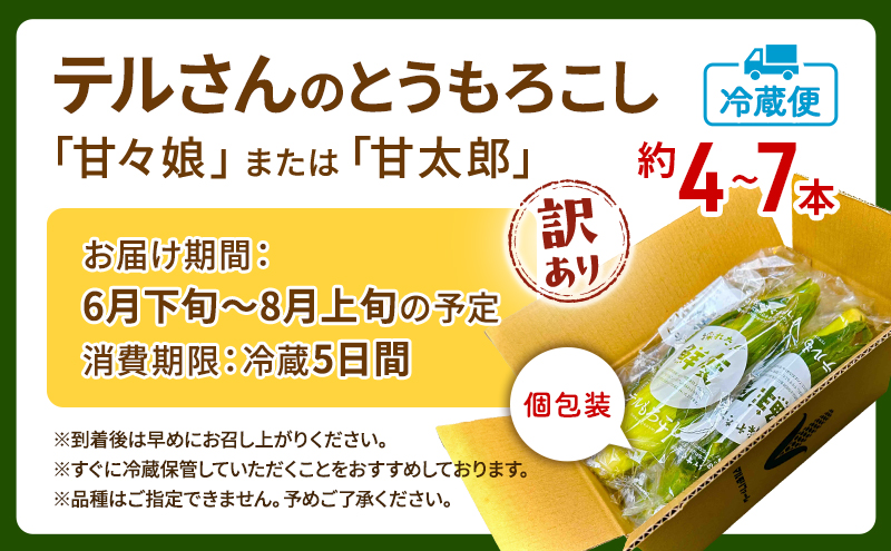 訳あり とうもろこし 先行予約 甘々娘 または 甘太郎 約4本～7本 家庭用 テルもろこし 先端カット済 個包装 レンジ調理 レンチン 旬 冷蔵配送 6月下旬頃より順次発送 静岡 浜松市【配送不可：離島】
