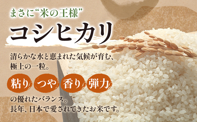 【令和7年産】静岡県産米 こしひかり 5kg 川島米穀店 お米 精米 こめ ご飯 白米 静岡 浜松市