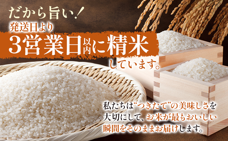 【令和7年産】静岡県産米 こしひかり 5kg 川島米穀店 お米 精米 こめ ご飯 白米 静岡 浜松市