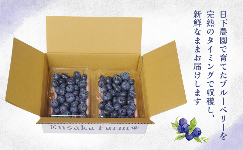 浜松市産日下ブルーベリー500g（250g×2パック）【配送不可：離島】 果物 くだもの フルーツ ブルーベリー 日下農園 大粒 完熟 フレッシュ 豊かな甘み 爽やかな風味 自然 贅沢 手摘み 手作業 静岡 浜松市