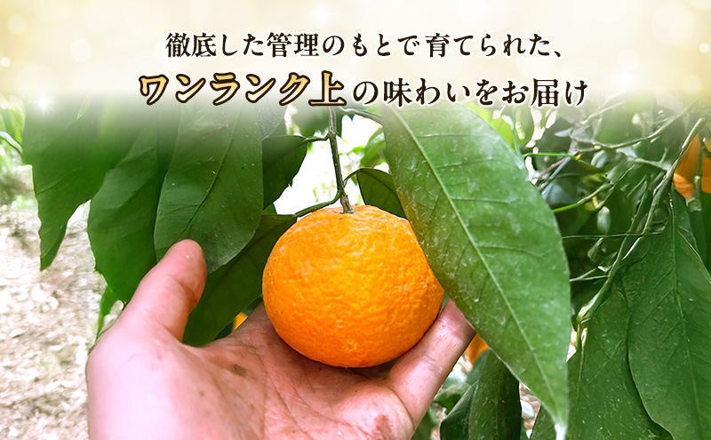 【2026年5月頃より順次発送】初夏みかん「なつみ」約5kg 施設栽培 柑橘 みかん ミカン くだもの 果実 フルーツ 濃厚 甘み 酸味 爽やか ハウス栽培 静岡 浜松市【配送不可：離島】