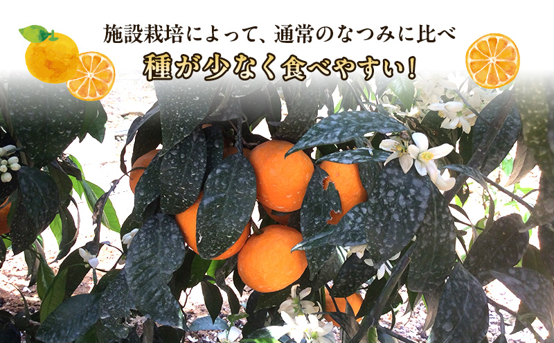 【2026年5月頃より順次発送】初夏みかん「なつみ」約5kg 施設栽培 柑橘 みかん ミカン くだもの 果実 フルーツ 濃厚 甘み 酸味 爽やか ハウス栽培 静岡 浜松市【配送不可：離島】