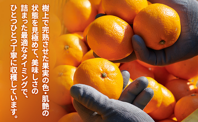 スズキ果物農園 たかのみかんジュースAセット（1L×2本） 無添加 100％ストレート ジュース みかん ミカン 青島みかん 寿太郎みかん 石地みかん 片山みかん 化粧箱入り 静岡 浜松市 【配送不可：離島】