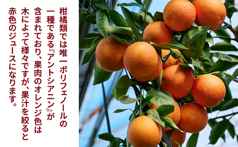 静岡県浜松市産 訳あり『ブラッドオレンジ（タロッコ種）』約5kg（サイズいろいろ）オレンジ 濃厚な甘み 爽やかな酸味 柑橘 静岡 浜松市 【配送不可：離島】