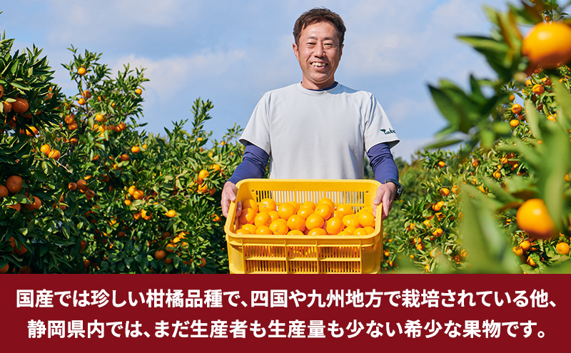 静岡県浜松市産 訳あり『ブラッドオレンジ（タロッコ種）』約5kg（サイズいろいろ）オレンジ 濃厚な甘み 爽やかな酸味 柑橘 静岡 浜松市 【配送不可：離島】