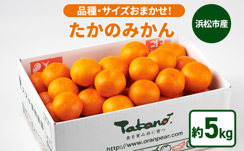 【11月下旬より順次発送】静岡県浜松市産 品種・サイズおまかせ！「たかのみかん」 約5kg 農園直送 スズキ果物農園 みかん ミカン 柑橘 早生みかん 片山みかん 青島みかん 静岡 浜松市　【配送不可：離島】