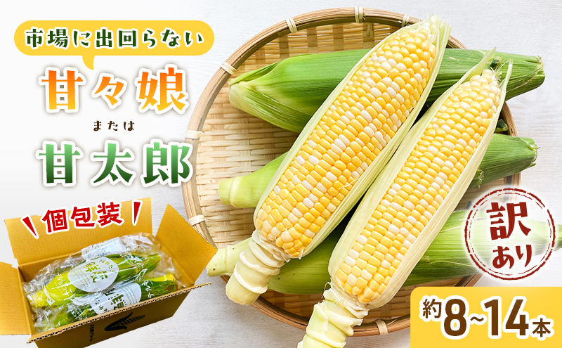 訳あり とうもろこし 先行予約 甘々娘 または 甘太郎 約8本～14本 家庭用 テルもろこし 先端カット済 個包装 レンジ調理 レンチン 旬 冷蔵配送 静岡 浜松市  2026年6月下旬頃より順次発送 配送不可：離島