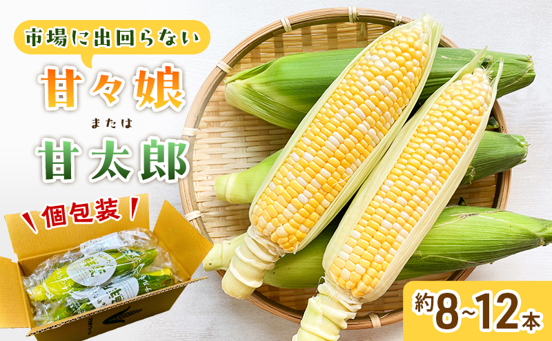 とうもろこし 先行予約 甘々娘 または 甘太郎 約8～12本 春のテルもろこし 個包装 レンジ調理 レンチン 野菜 夏 旬 冷蔵 冷蔵配送 静岡 静岡県 浜松市 6月下旬頃より順次発送 配送不可：離島