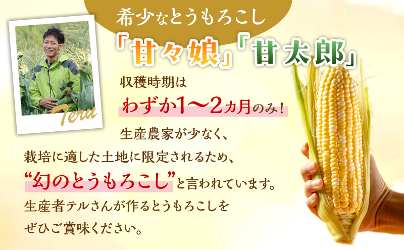 とうもろこし 先行予約 甘々娘 または 甘太郎 約8～12本 2026年配送 配送不可：離島