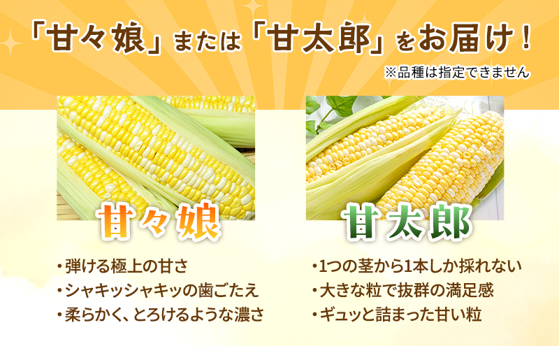 とうもろこし 先行予約 甘々娘 または 甘太郎 約8～12本 2026年配送 配送不可：離島