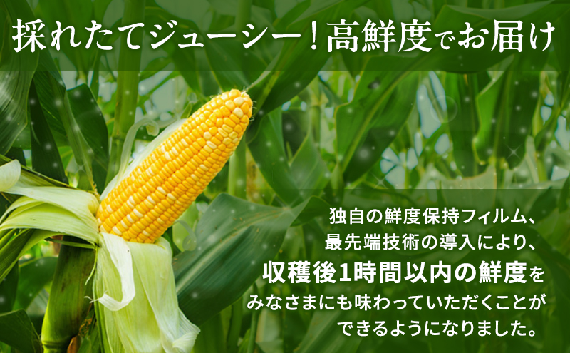とうもろこし 先行予約 甘々娘 または 甘太郎 約8～12本 2026年配送 配送不可：離島
