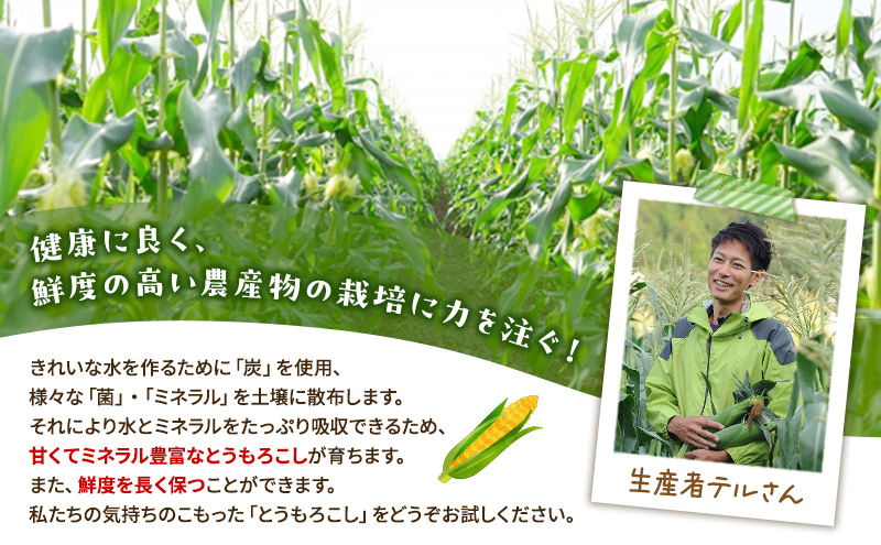 訳あり とうもろこし 先行予約 甘々娘 または 甘太郎 約8本～14本 家庭用 テルもろこし 先端カット済 個包装 レンジ調理 レンチン 旬 冷蔵配送 静岡 浜松市  2026年6月下旬頃より順次発送 配送不可：離島