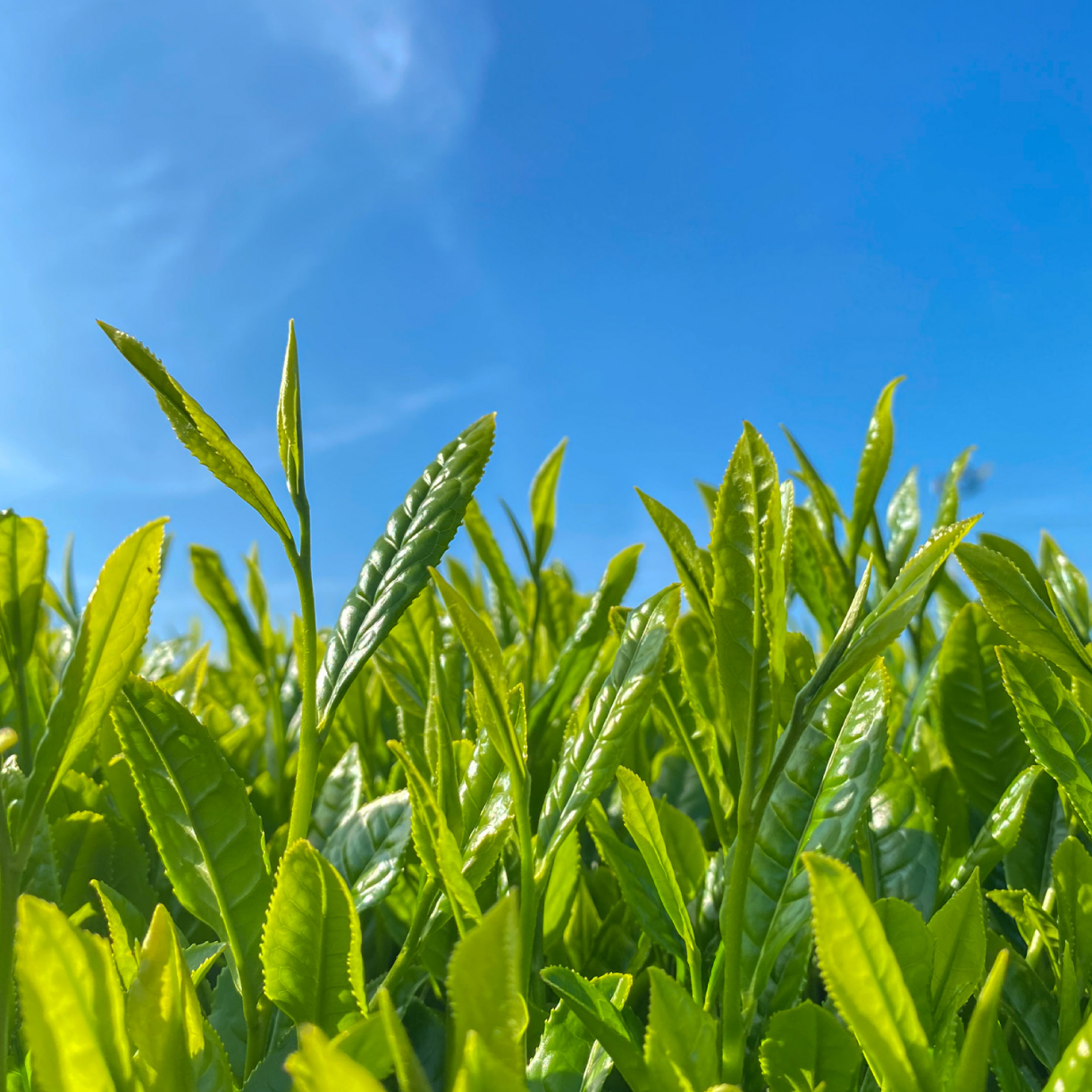 和紅茶 茶葉 100g 1袋 農家直送 お茶 紅茶 静岡 沼津 おためし