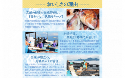 真鯛 煮付け 切り身 8袋 マダイ 鯛 国産 沼津産 湯煎 簡単調理 お手軽 個包装 冷凍