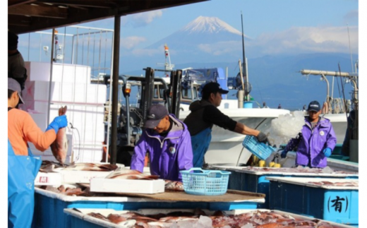 真鯛 煮付け 切り身 8袋 マダイ 鯛 国産 沼津産 湯煎 簡単調理 お手軽 個包装 冷凍