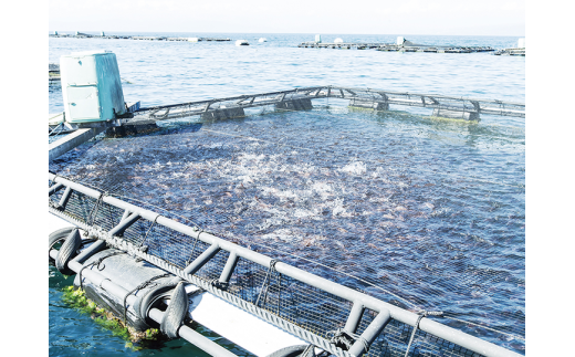 真鯛 タイ お刺身 計 260g 皮引き 柵 フィレ 半身 トロのような脂ノリ 130g 2パック 沼津 養殖 鯛