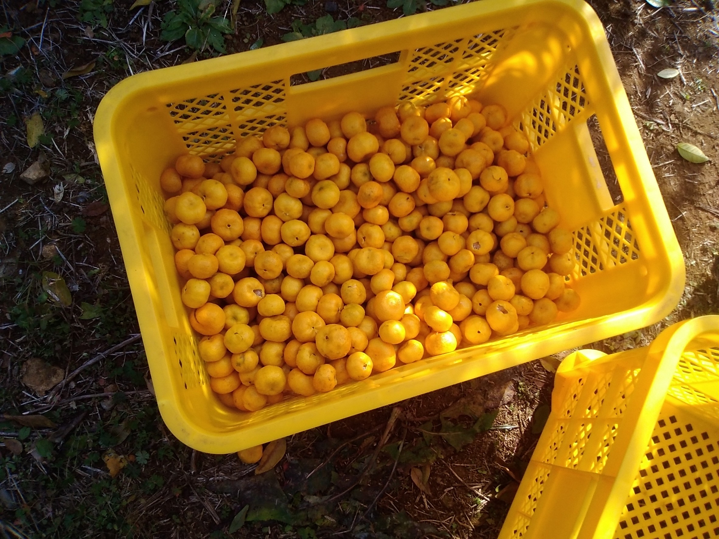 クラフトコーラ ナイト 250ml 1瓶 ノンカフェイン 戸田 たちばな コーラ 柑橘 アレンジ 贈答 ギフト プレゼント 瓶 戸田たちばなコーラ 静岡県 静岡 沼津 沼津市