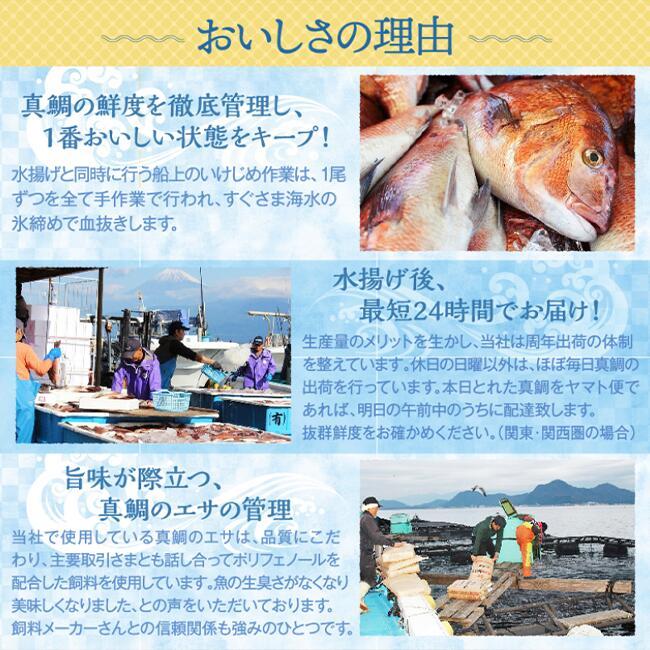 鯛 ごまだれ 茶漬け 1人前 8袋 セット 小分け 冷凍 真鯛 お手軽 漬け丼 沼津 養殖