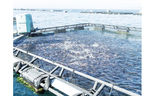 マダイづくしセット 鯛茶漬け4袋 干物4切れ 鯛さしみ 鯛みそ160g お中元