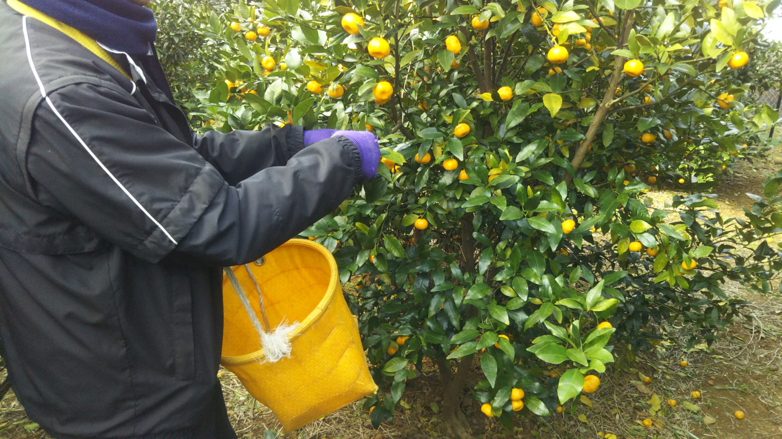 クラフトコーラ ナイト 250ml 1瓶 ノンカフェイン 戸田 たちばな コーラ 柑橘 アレンジ 贈答 ギフト プレゼント 瓶 戸田たちばなコーラ 静岡県 静岡 沼津 沼津市