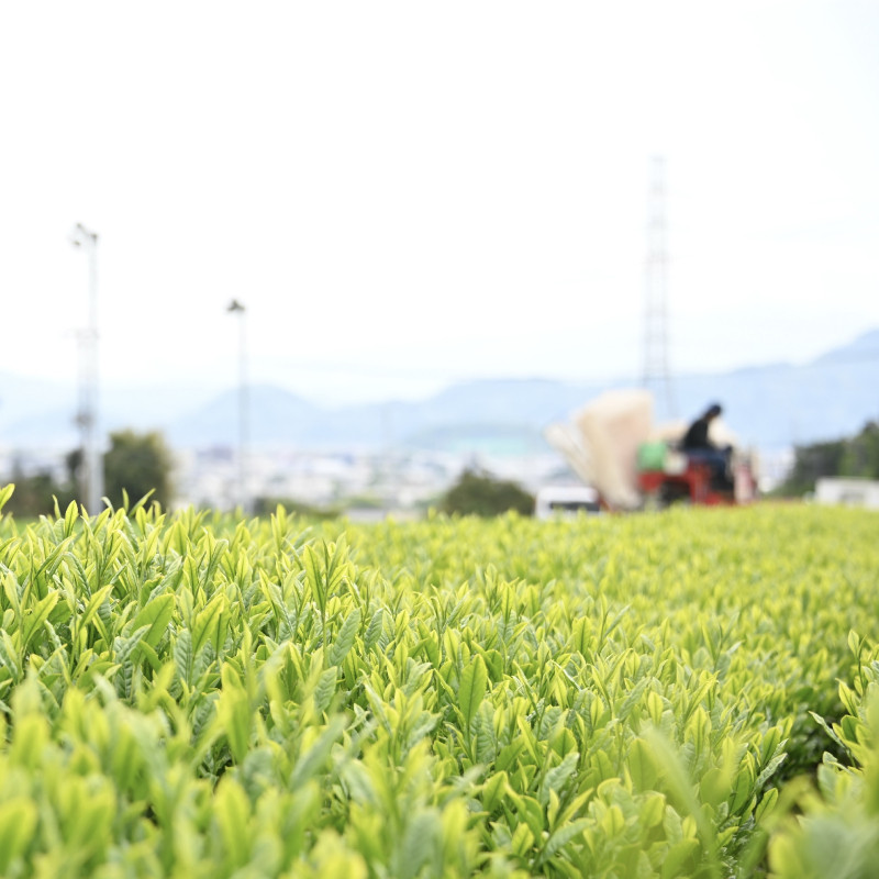 普通煎茶 100g 3袋 合計300g 普通 煎茶 2024年産 農家直送 お茶 茶葉 静岡 沼津