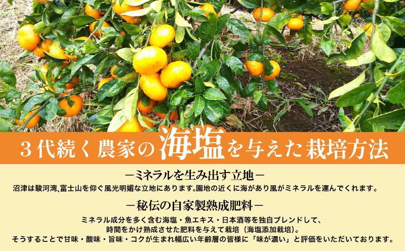 海塩を与えて栽培した由良みかん 予約受付 10月中旬 順次発送 訳あり みかん 由良 計 3kg 傷み補償分 200g 含む 蜜柑 柑橘 オレンジ 果物 フルーツ 沼津市 静岡県